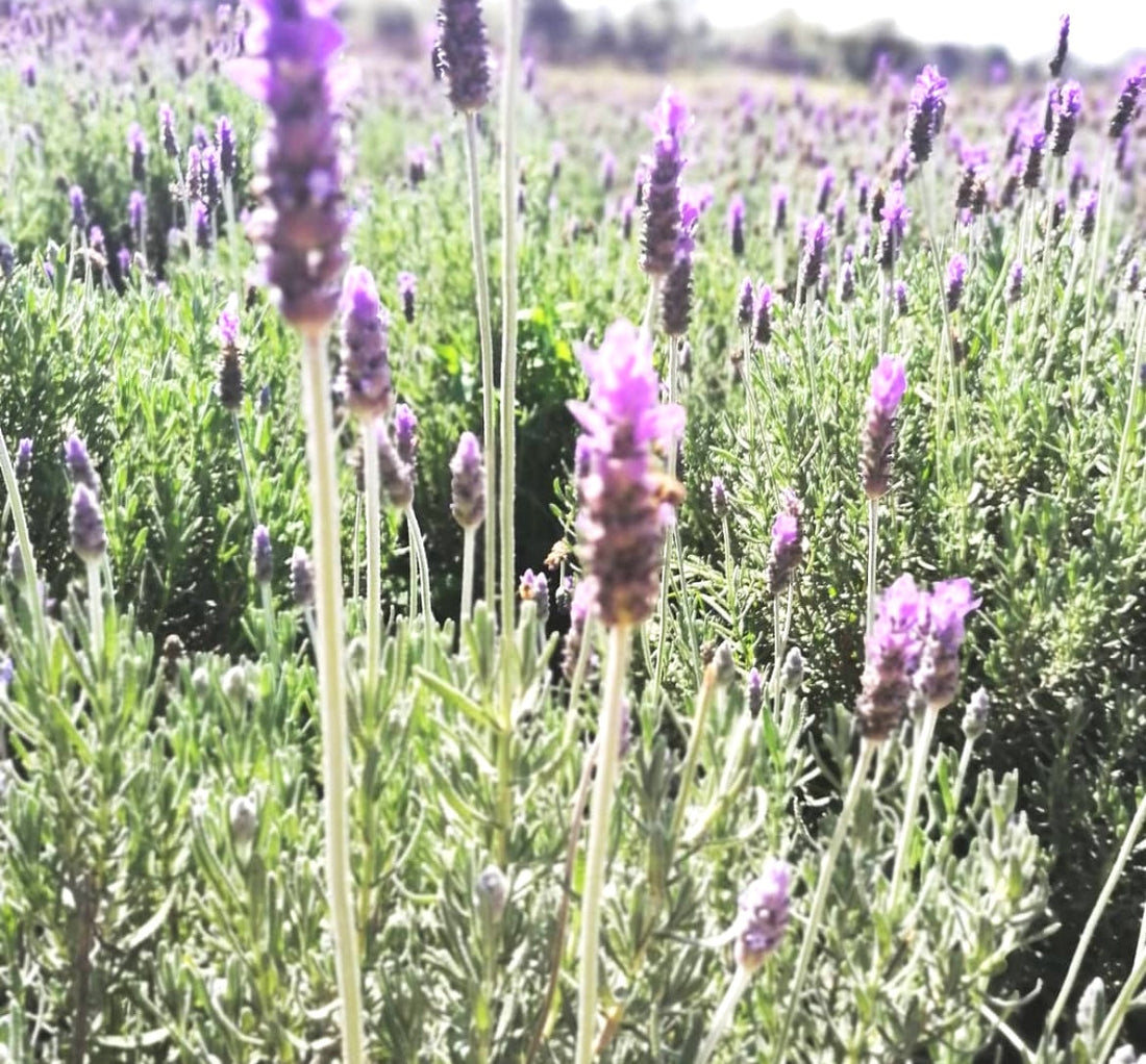 Aromas Naturales