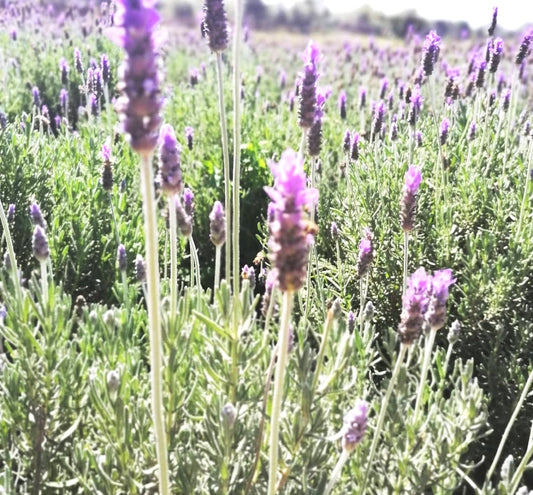 Aromas Naturales